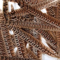 Natural Pheasant Tail Feathers 3