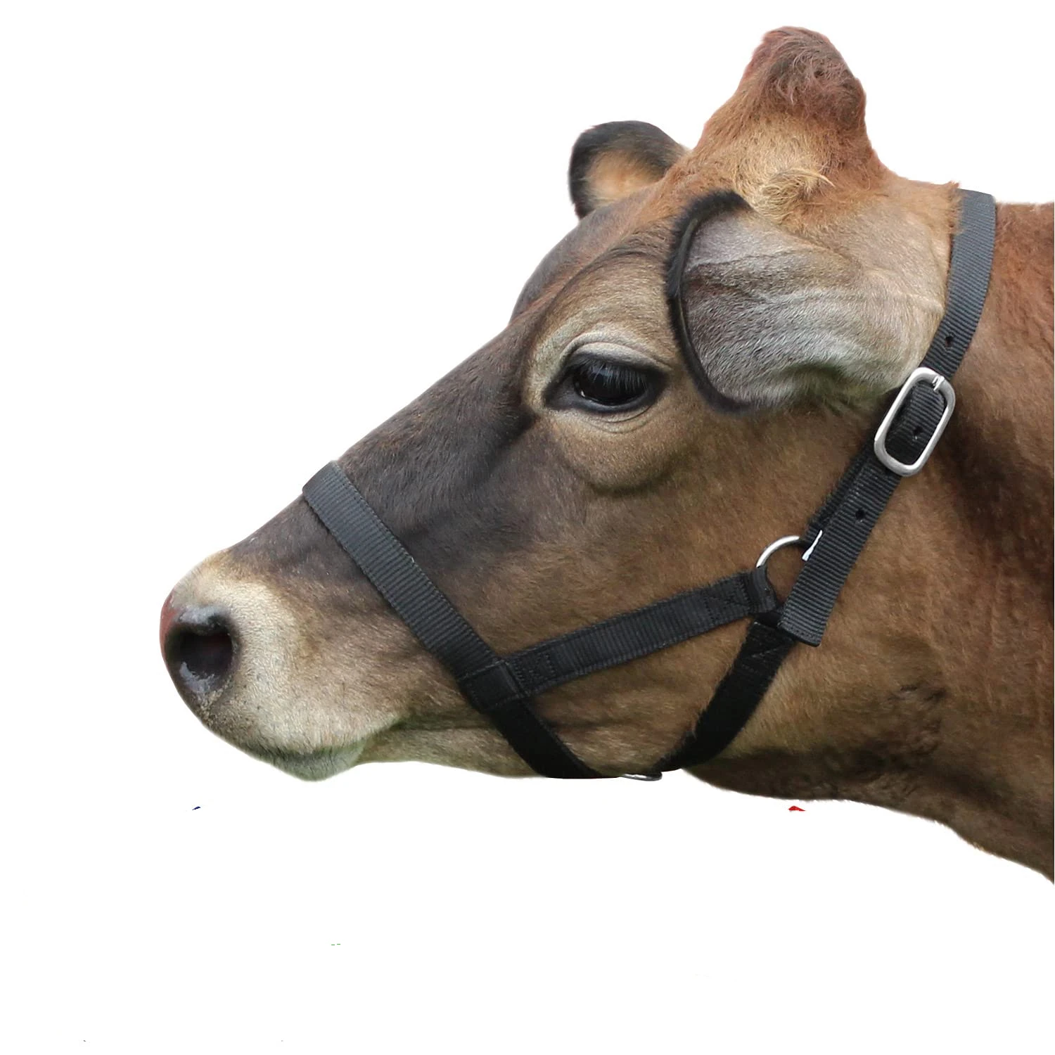 Halter Cow Collar: The Essential Tool for Safe and Efficient Livestock ...