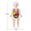 3D Montessori Puzzle Mannequin Human Anatomy Model Children's Learning Organs Toys Educational Body Learning Tools 6