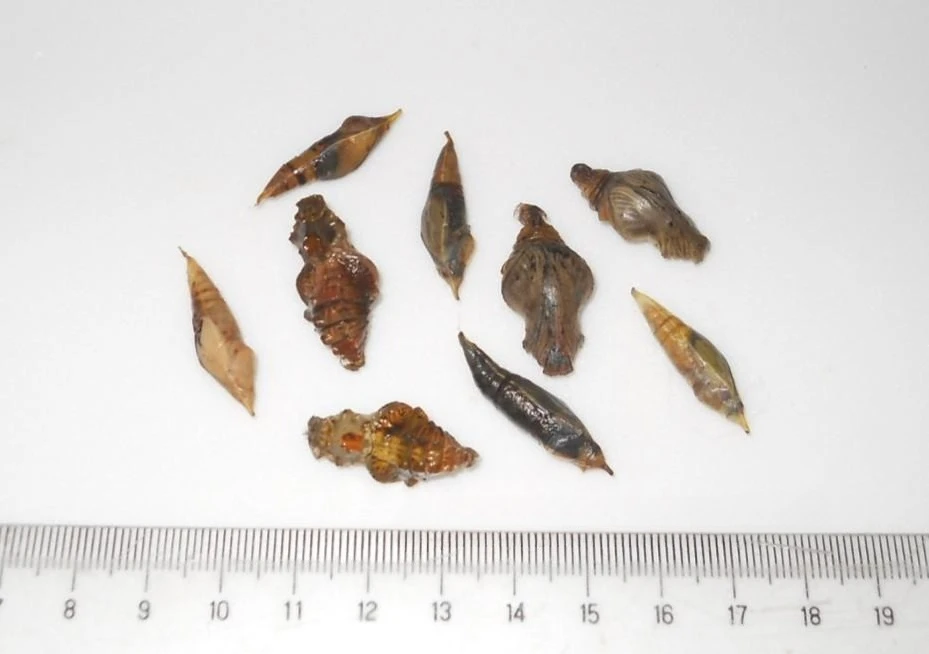 나비 번데기 표본 [단품 가격, 살아있는 것이 아님] 생물학 교육용 나비 번데기, 나비 표본.