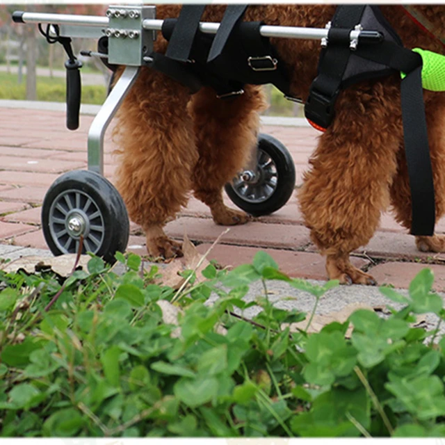 Pet Disability Paralyzed Rehabilitation Training Wheelchair Scooter