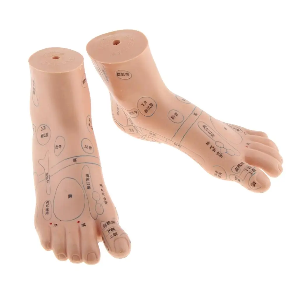 

of Foot, Point Model Guide for Massage, Lab Teaching Supply Sculpture