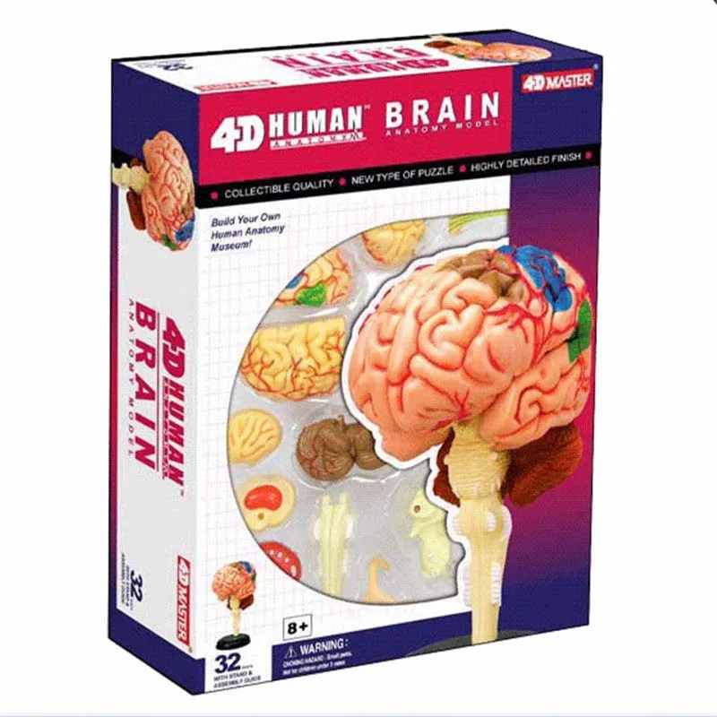 4D Human Anatomy Puzzle 5