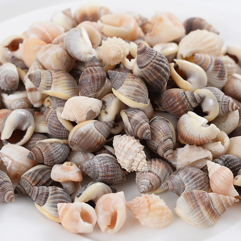 Natural Small Conch Shape Charm Shell Beads Spacer Beads For Jewelry Making DIY Fahion Necklace Bracelet Accessories natural shell ornaments
