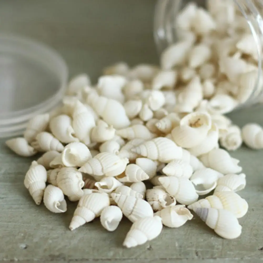 Natural Shell Ornaments 100 Pieces Small Real Sea Shell Conches Xmas Gift