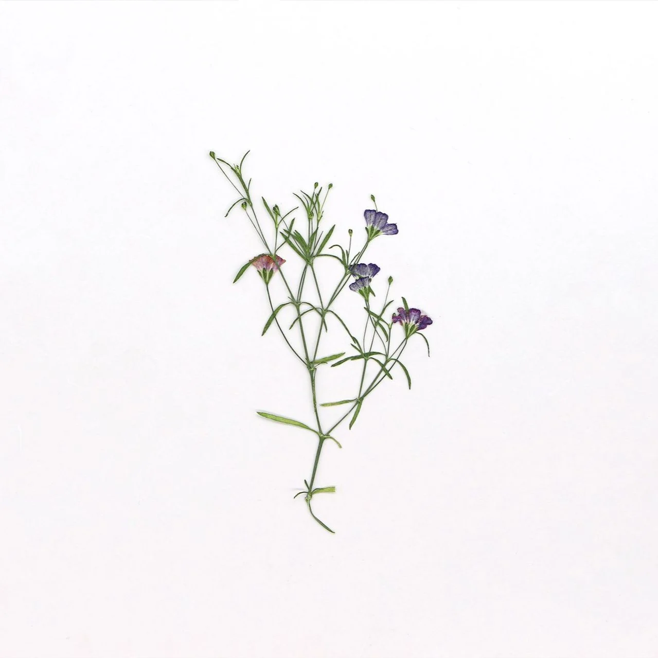 Рисунок 3 - цветочный гербарий для смолы