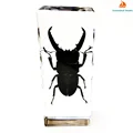 Lucanus