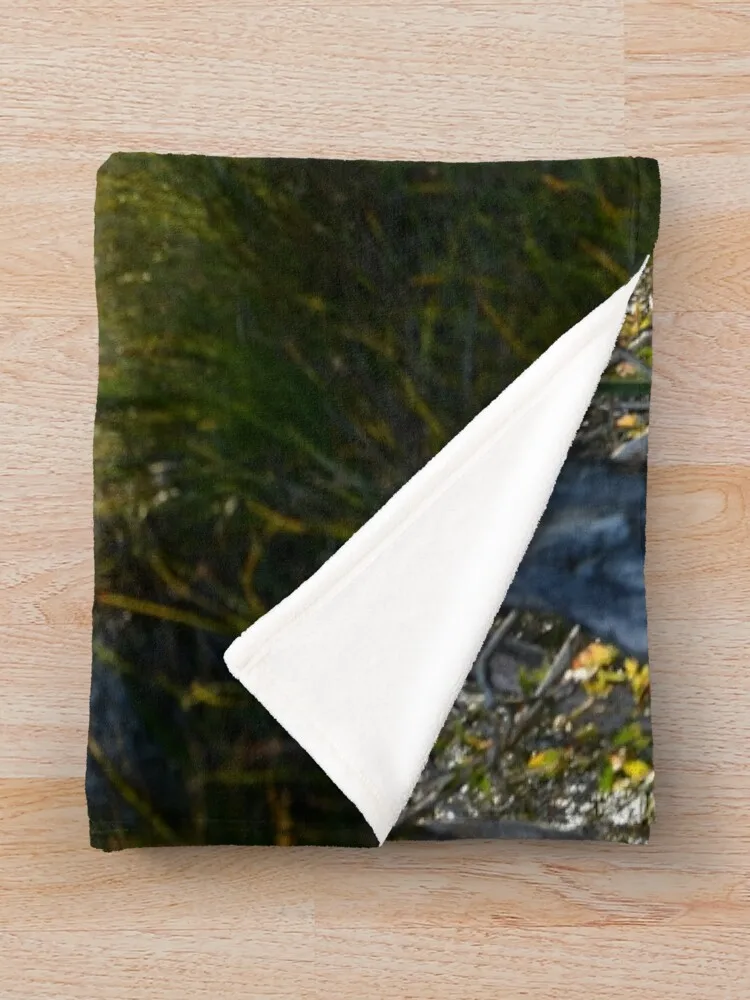 �ν� ��ŷ ���ο� ���, �Ƹ��ٿ� ��� �� ���