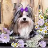 100Pcs Puppy Bow Handmade Movable Pet Dog Grooming Hair Accessories Dog Bows With Rubber Band For Small Dog Cat Pet Products 4