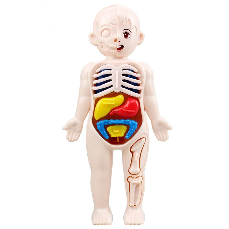 Kind Montessori 3d Puzzle menschlichen Körper Anatomie Modell pädagogische Lern organ montiert Spielzeug Körper Lehrmittel für Kinder