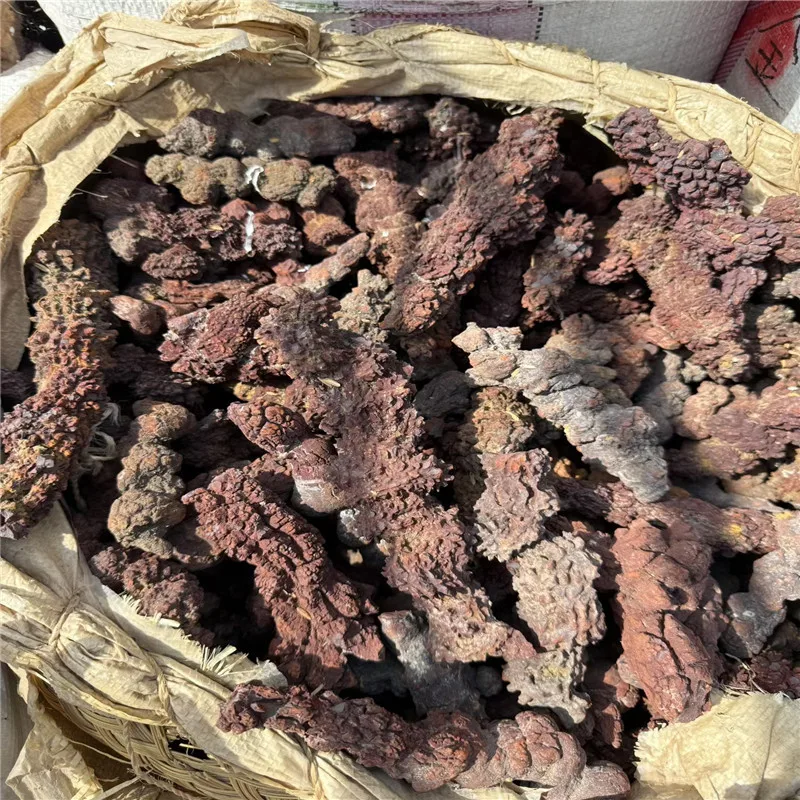 Premium 1000g Fossilized Dinosaur Coprolite Specimen from Madagascar