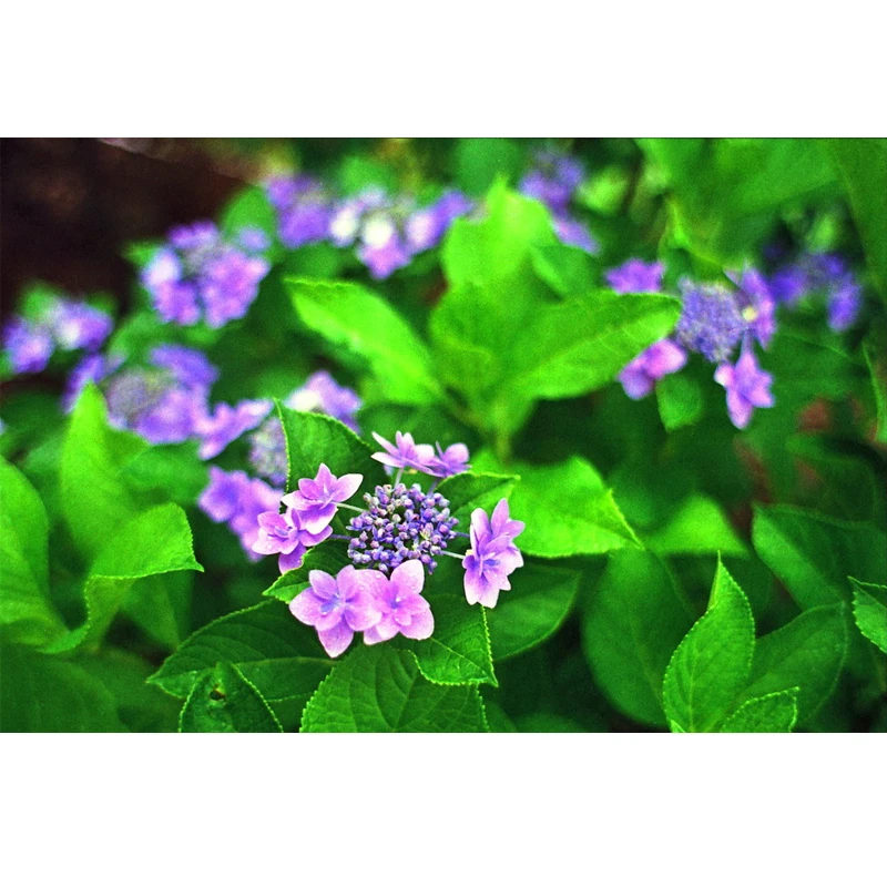 Fujifilm Superia X-tra 400 Color 35mm Film 36 Exposure (X-tra 400 Upgrade Edition) For 135 Format Camera - Expiry Date:2025