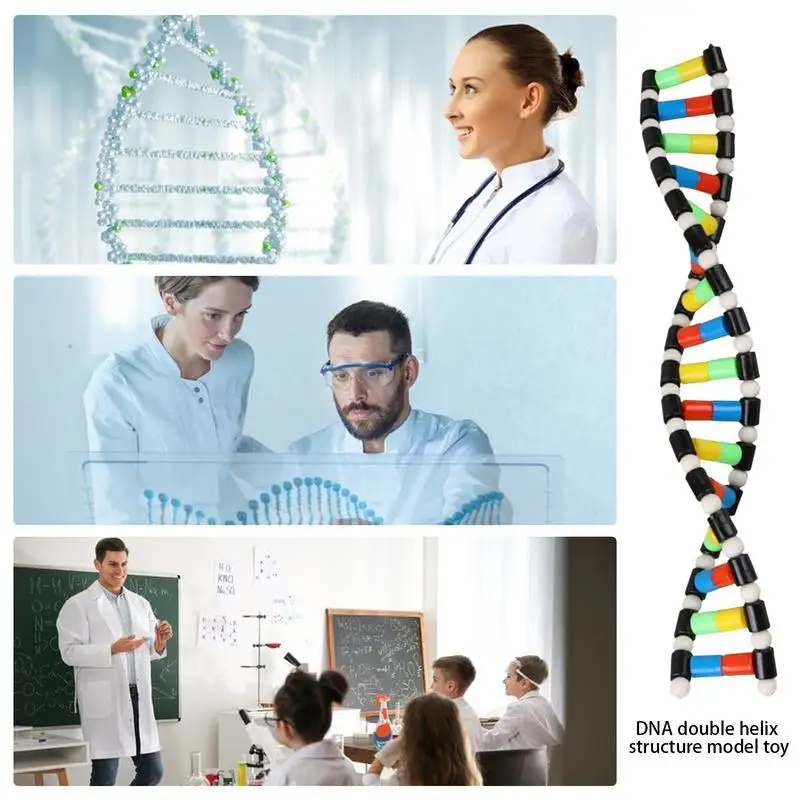 DNA Double Helix Model Kit 4
