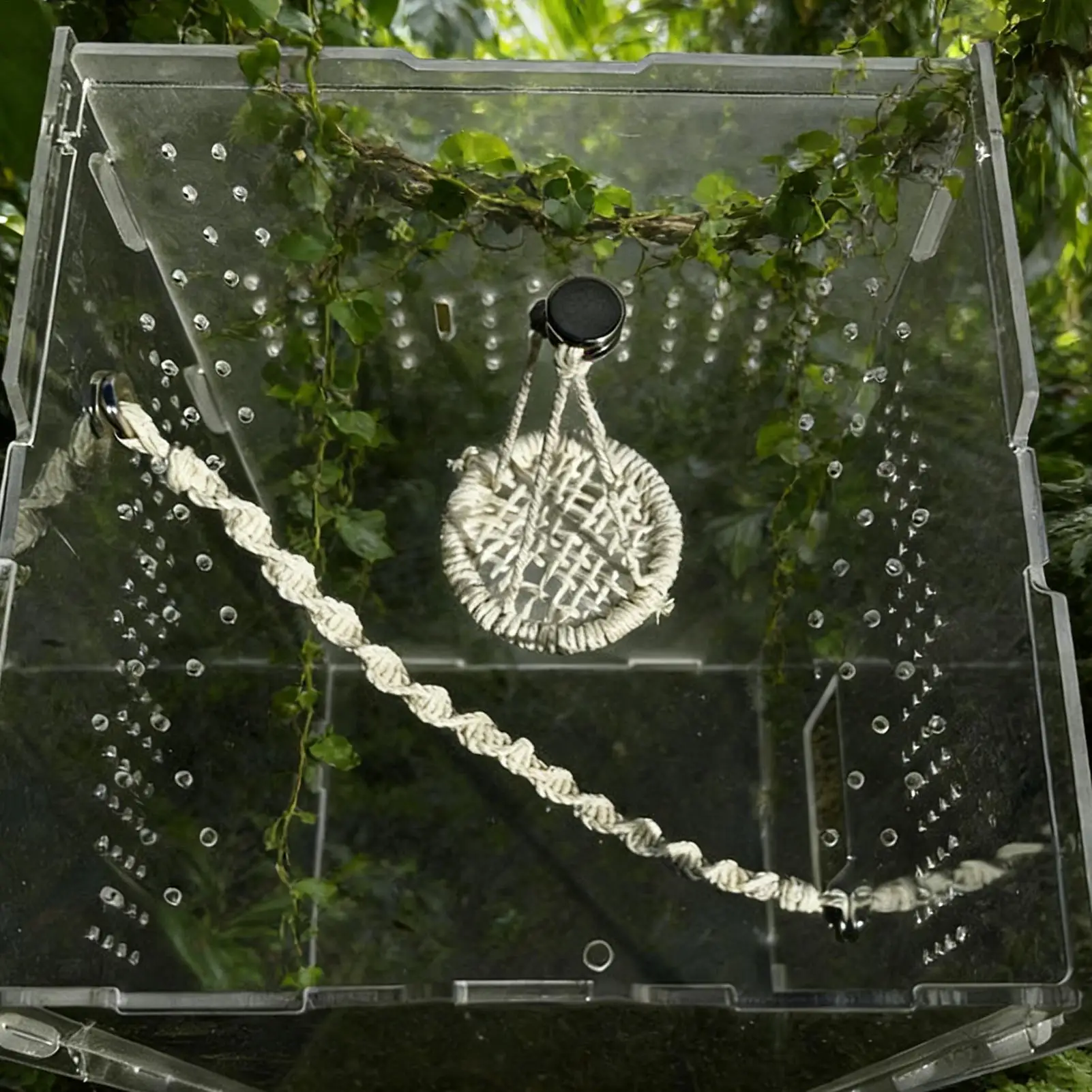 Jumping spider base decor - België