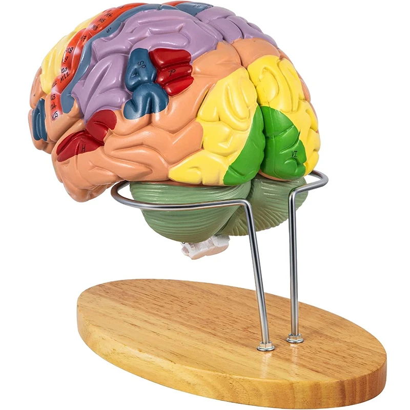 Enajenar Práctico núcleo Modelo de cerebro humano, anatomía, modelo de 4 partes del cerebro,  enseñanza del cerebro humano para aula de ciencias, modelo de exhibición de  estudio| | - AliExpress
