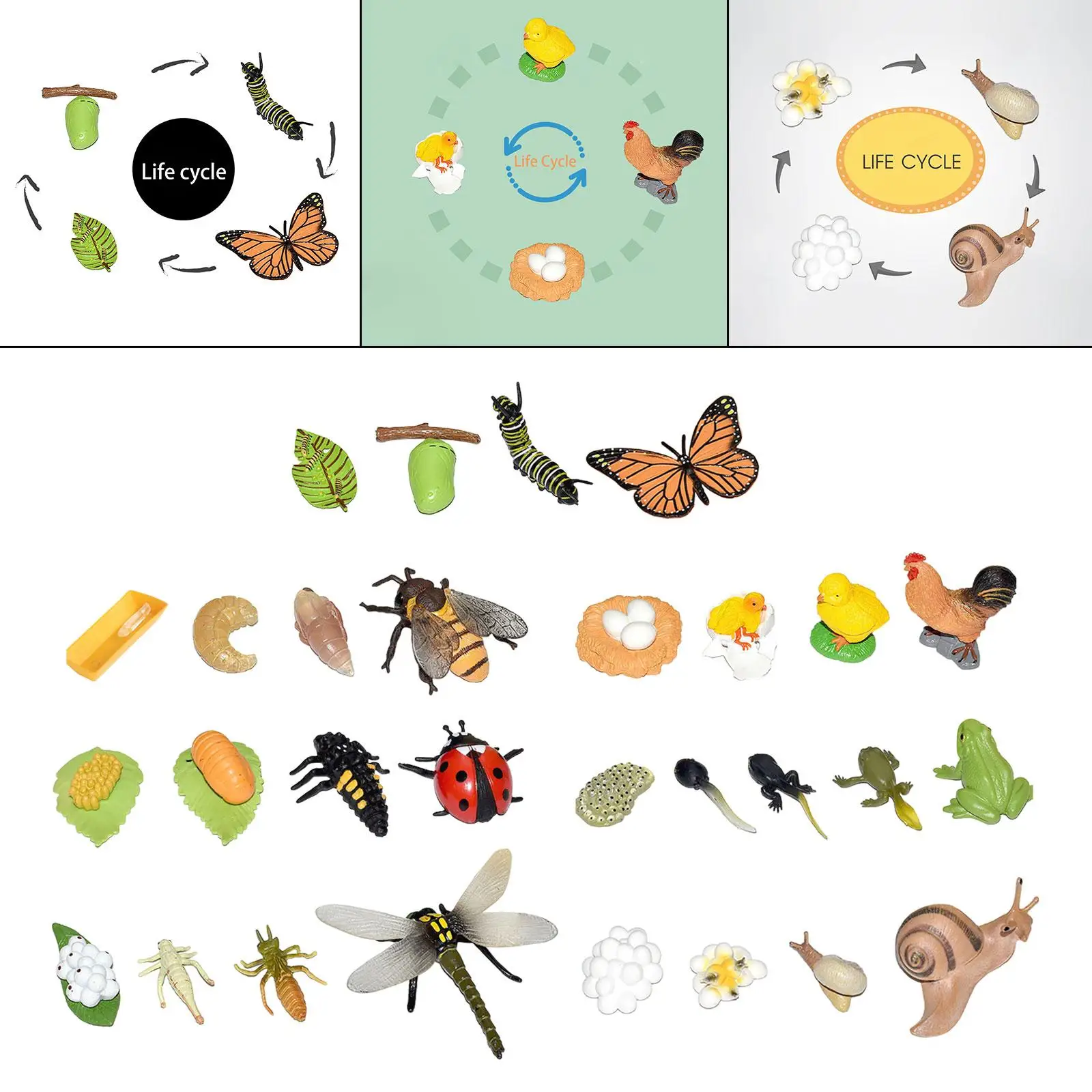 Animal Life Growth Cycle Figure for Age 3 to 6 Teaching Props Biology Model