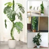 Wholesale Moss Pole Bendable Plant Stakes Handmade Slim Monstera Plant Support Moss Plant Sticks Support for Large Indoor Potted 1