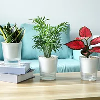 Clear Self Watering Planters Pots Household Anti Rot Self-Watering Planters for Living Room Plants Flowers 2