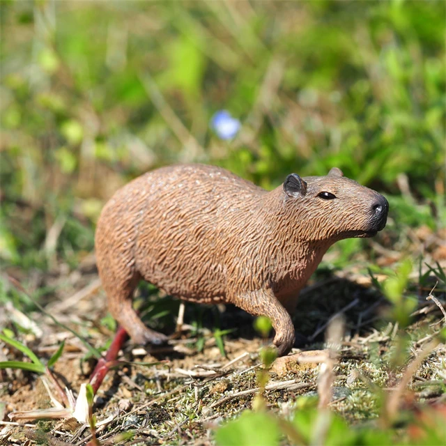 Bebê / Capivara