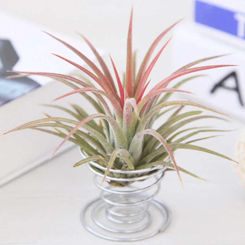 

Air Plant Stand Airplant Container Tillandsia Holder Stainless Steel Plant Display Racks Air Pineapple Base