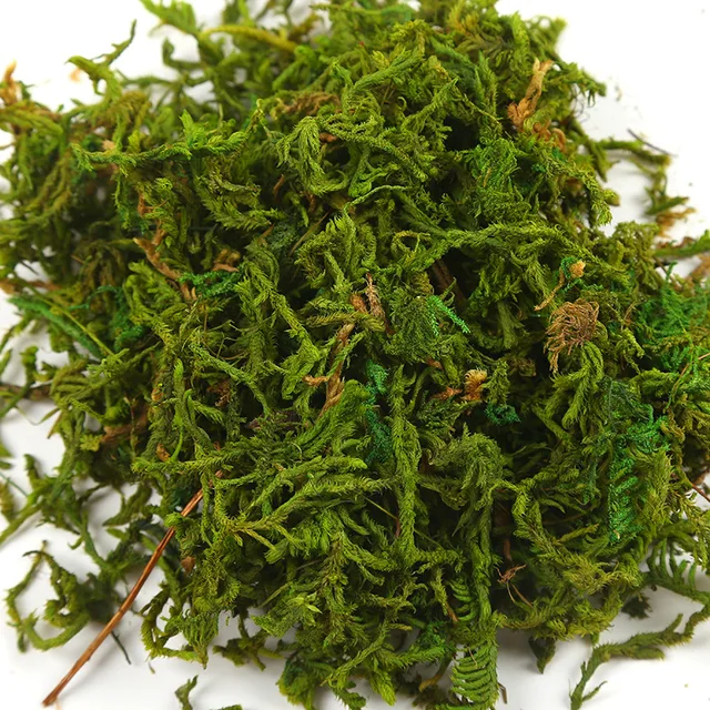 30g/bag 60g/bag Building model materials,green moss, turf, microscape, handmade DIY materials, home decor. miniatures 4