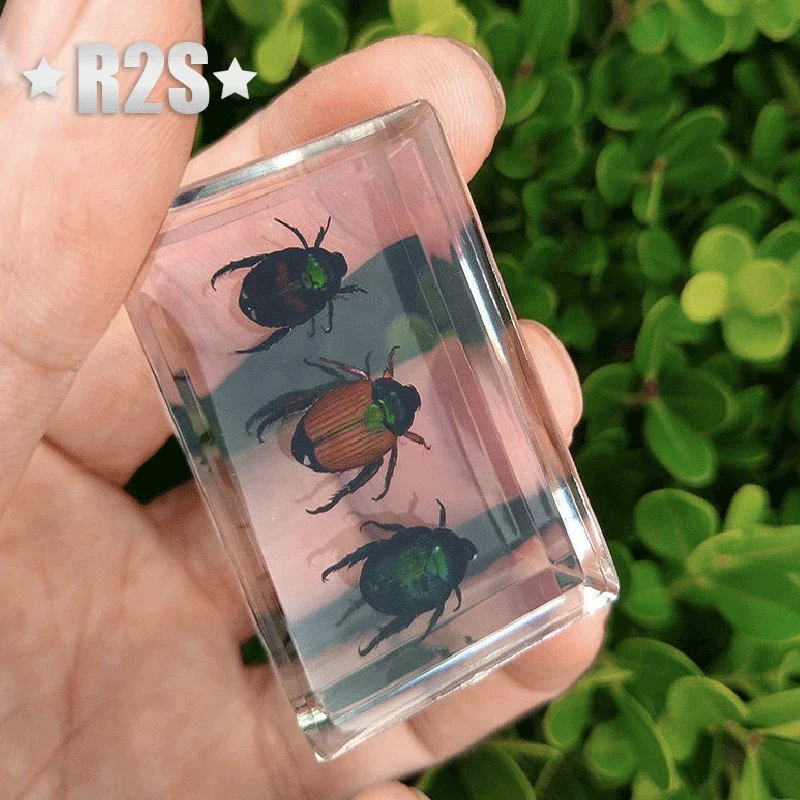 Natural insect specimens 4