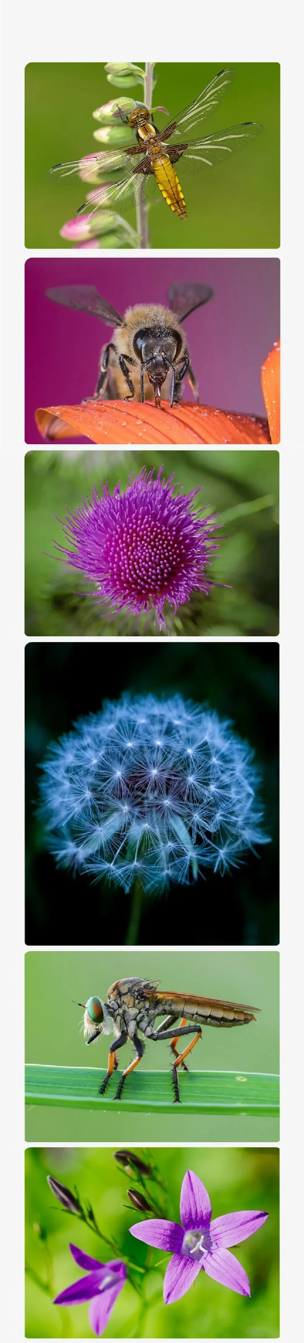 Macro Close Up +10 Lens Filter 49MM 52MM 55MM 58MM 62MM 67MM 72MM 77MM 82MM for