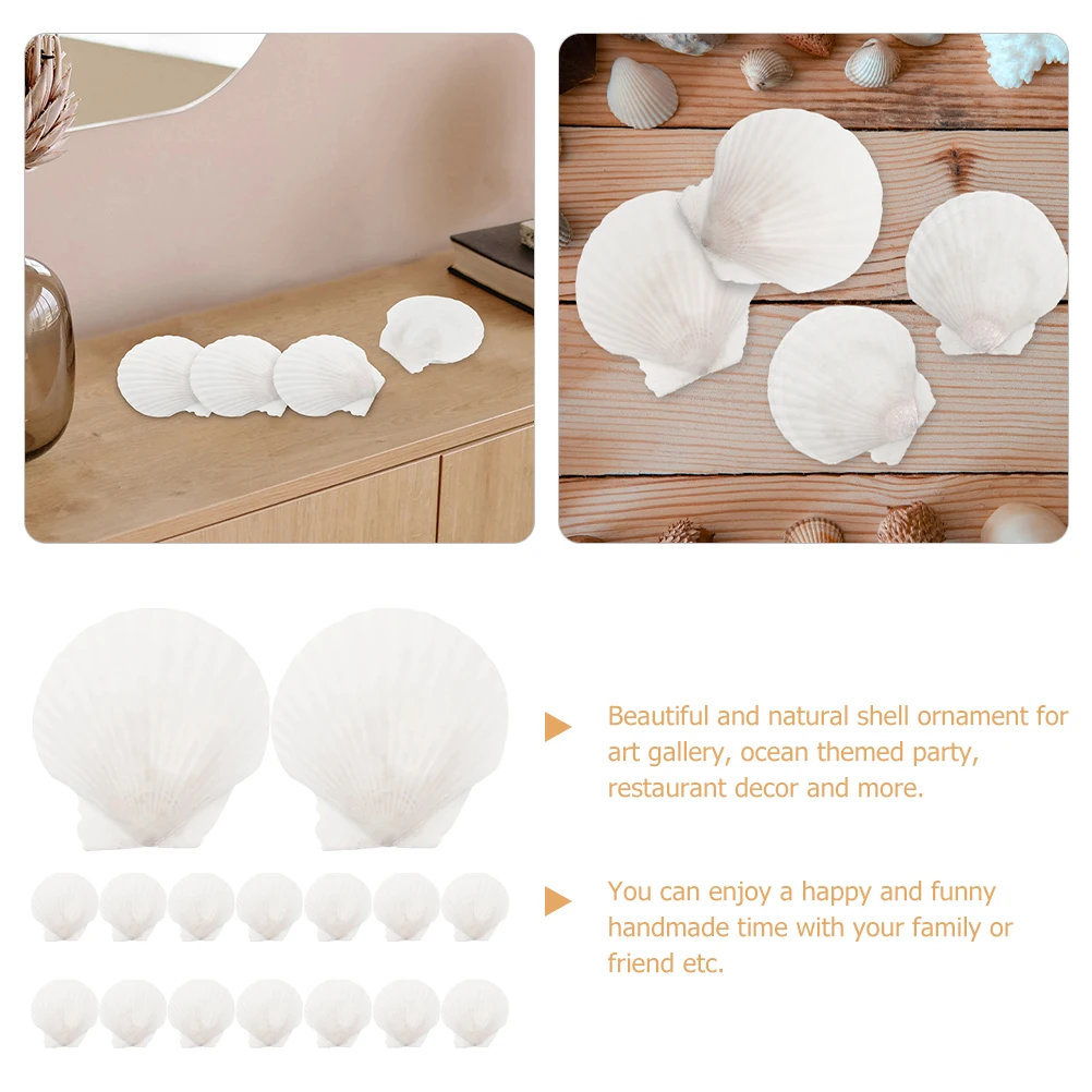 16 יחידות של צדפות גדולות טבעיות למלאכות ידניות חומר לקישוט מסיבת נושא האוקיינוס בית אקווריום קונכים