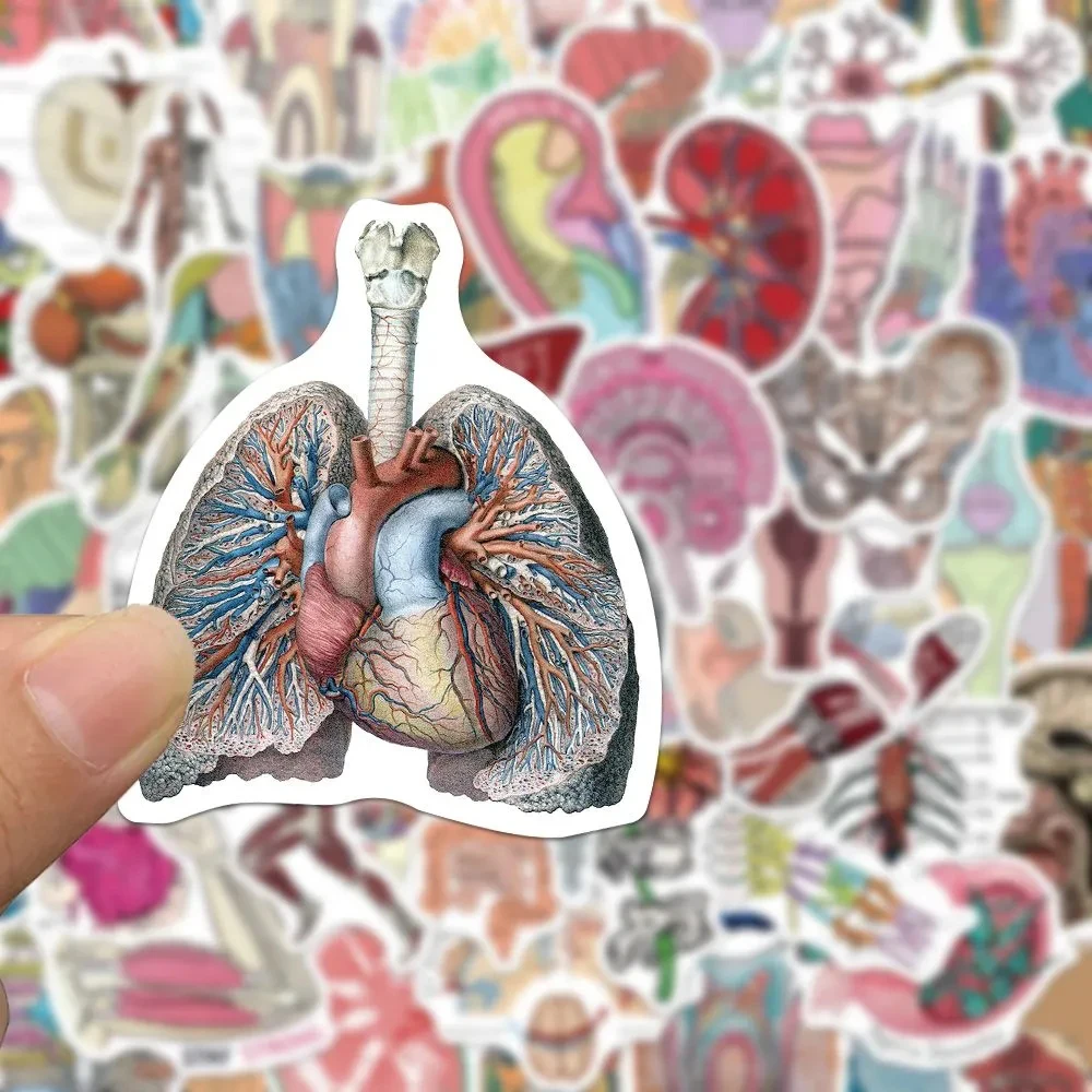 10/30/50pcs Cartoon Human Organ Medical Anatomy Stickers Decals Kids Toy Skateboard Motorcycle Phone Car Cool Waterproof Sticker
