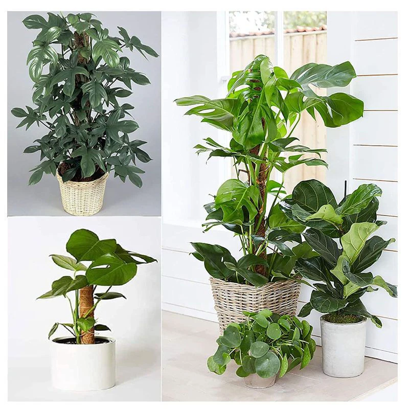 Climbing Pole Plant Support Indoor Climbing Plants Stake plant stakes
