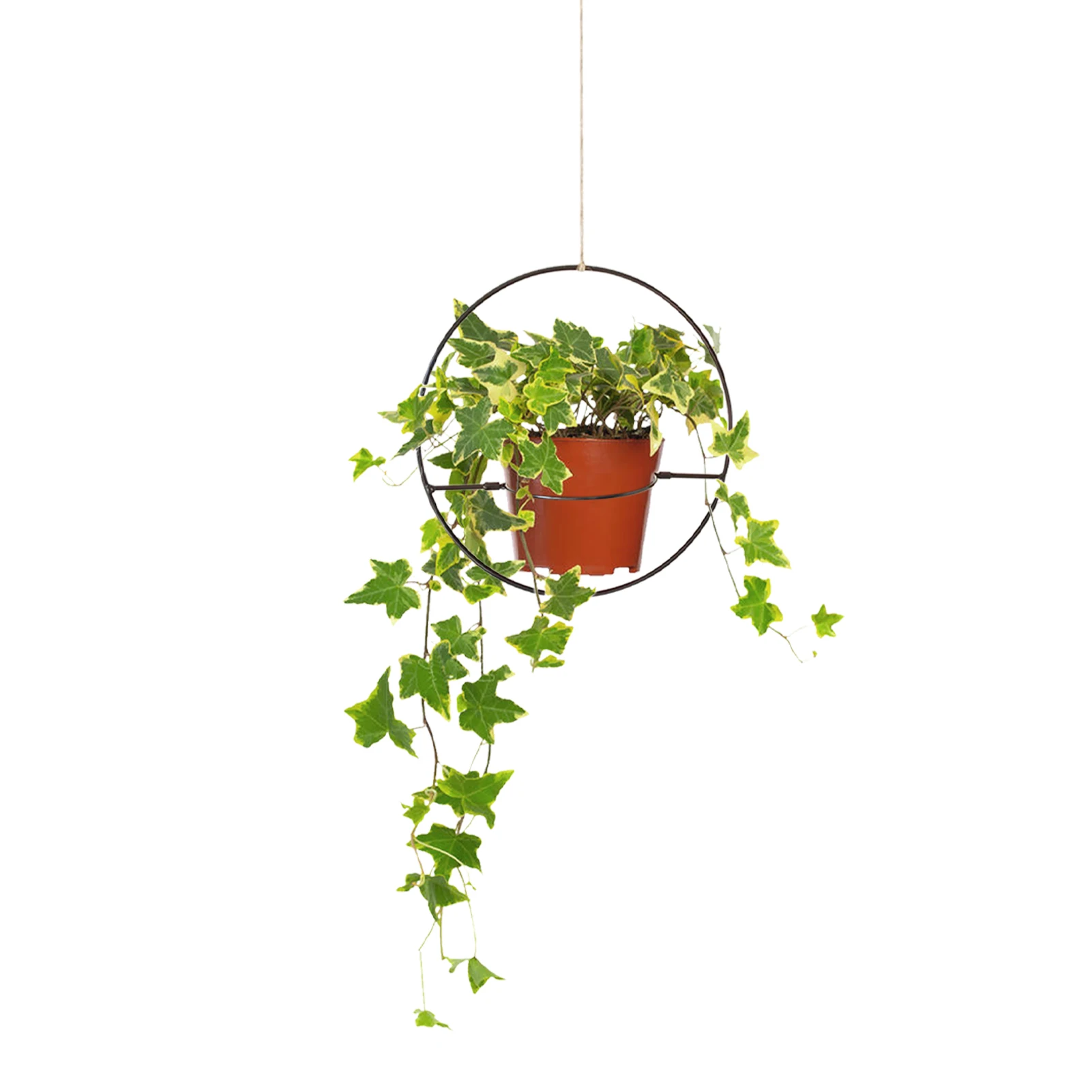 

Plant Hangers Indoor Modern Hangings Planter Baskets Black Metal Wall And Ceiling Flower Pot Holder Modern Minimalist Plant