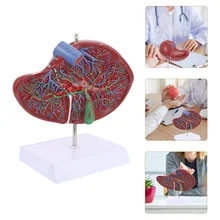 

Anatomical Liver Model Human Liver Anatomical Model Teaching Model with Base