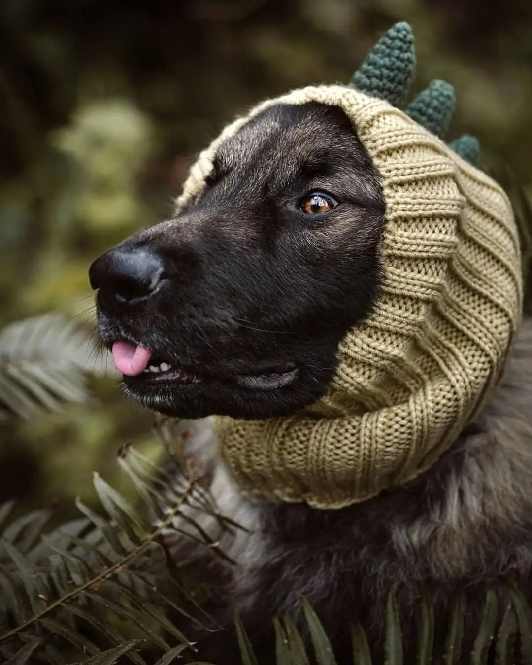 Cute Animal Formation Hats For Dogs