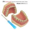 Frasaco AG3 Typodont Fit Dental 32Pcs Screw-in Teeth Model Practice Filling Standard Restoration Demo M8014-2-1 Teach Study 1