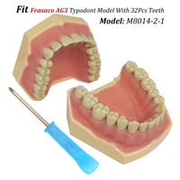 Frasaco AG3 Typodont Fit Dental 32Pcs Screw-in Teeth Model Practice Filling Standard Restoration Demo M8014-2-1 Teach Study 1