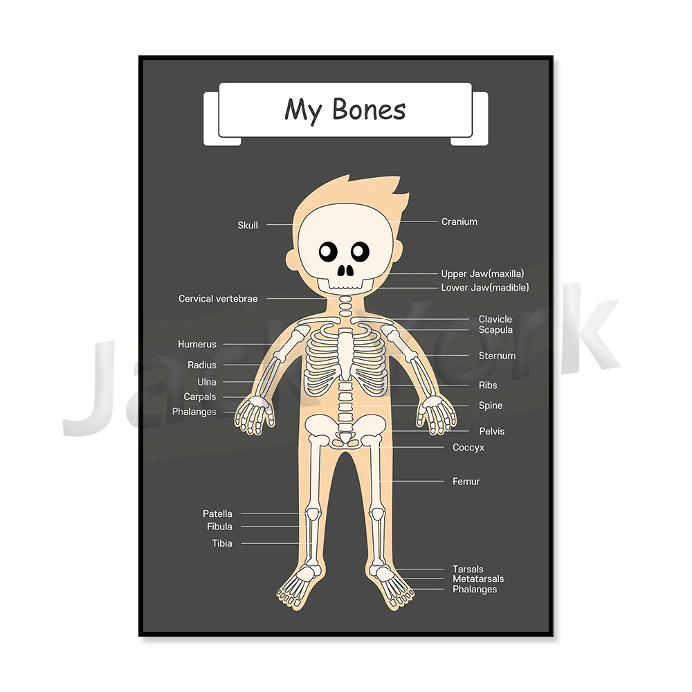The Human Body Organs Labeled For Kids