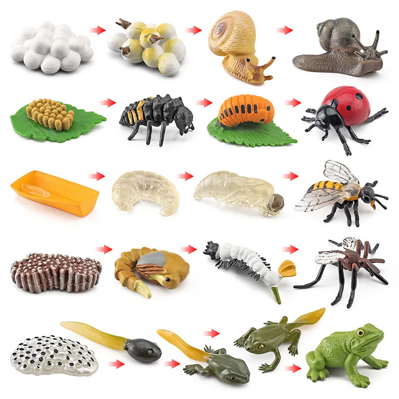 Animal Life Cycle Board Children Toy Montessori Teaching Aids Plant Animal Growth Cycle Model Set preschool cognitive Toys 5