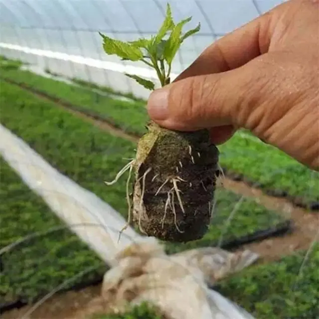 Sűrített Tápanyag Talaj Óvodai Táplálkozási Blokk 10/30/50Db 30 Mm -Es Jiffy Tőzegpelletek Palánták Indító Vetőmag - Image 4