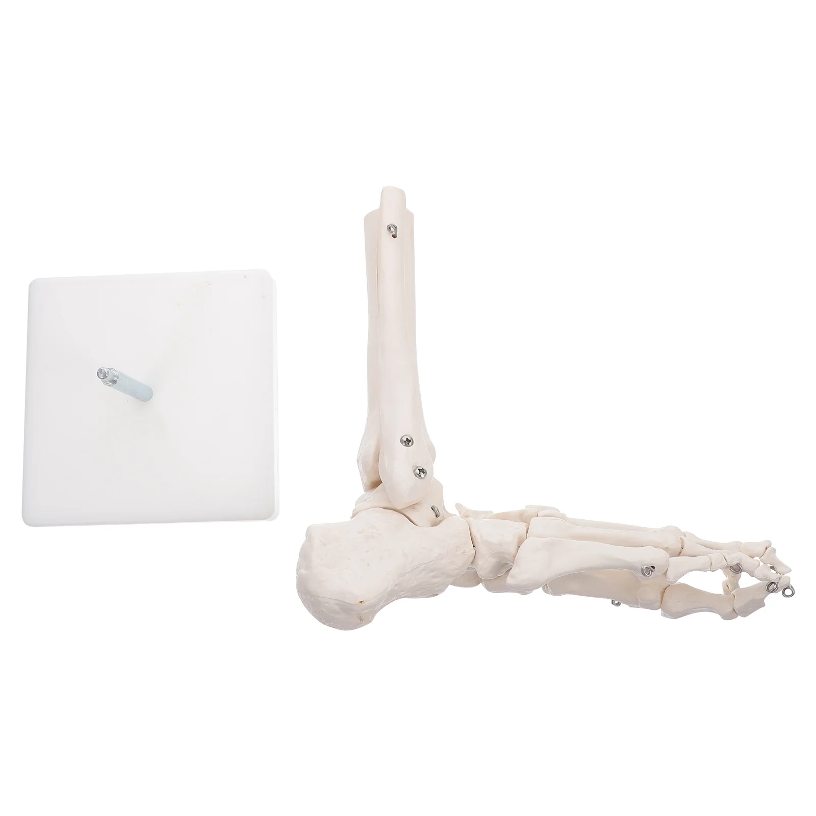 

Анатомическая модель сустава ноги, модель сустава голеностопа, обучающая модель без Связки