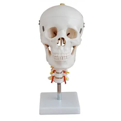 Modelo de calavera con columna Cervical