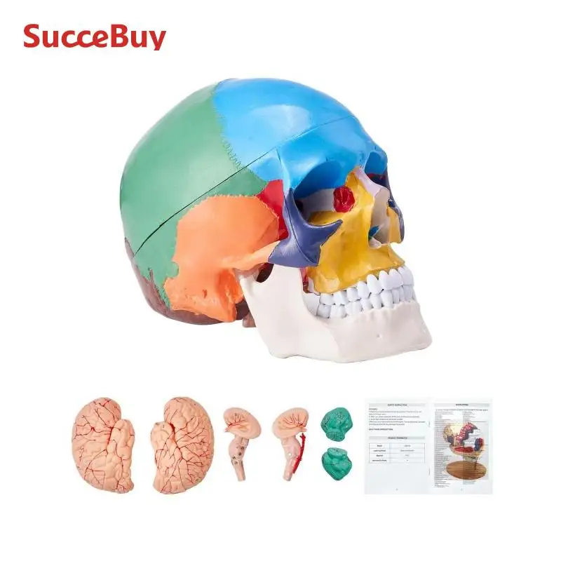 VEVOR Human Skull Model PVC Detachable Life-Size Painted Anatomy Skull Model for Professional Teaching Researching and Learning