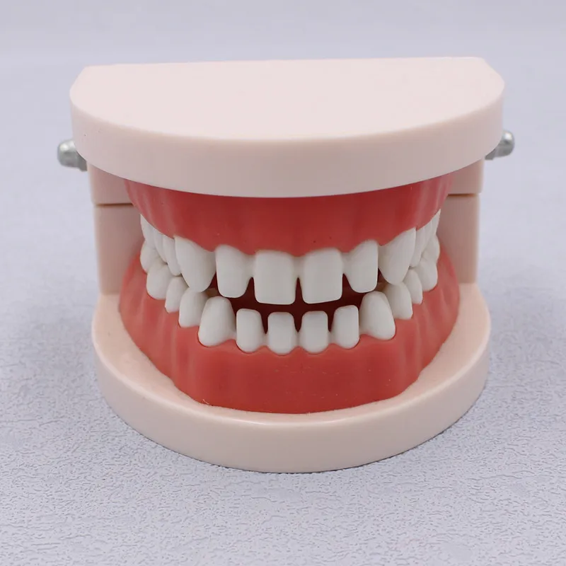 

1pc Dental Teeth Model Study Demonstration Tool Small Interdental Dentist Student Model for Teaching
