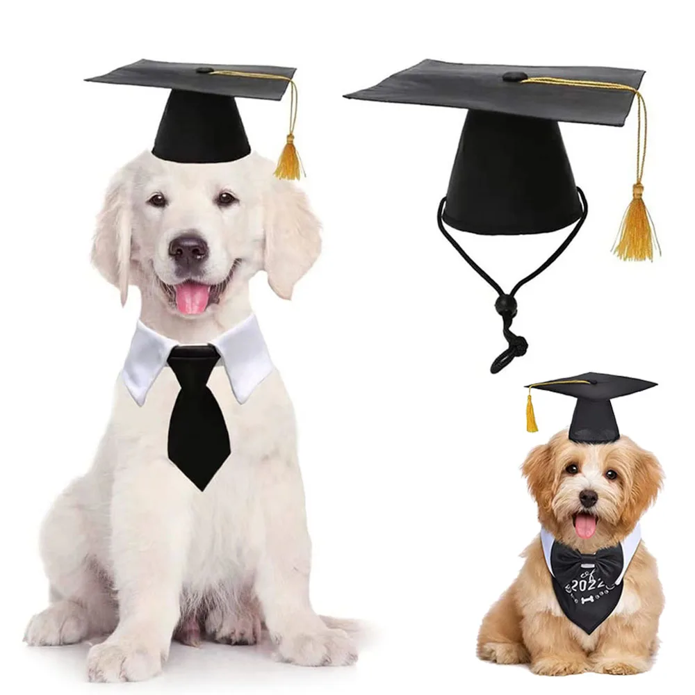 Small Talented Dog in Black Robe Academic Cap with Tassel at Graduation  Ceremony Stock Image - Image of stare, agitated: 280945981