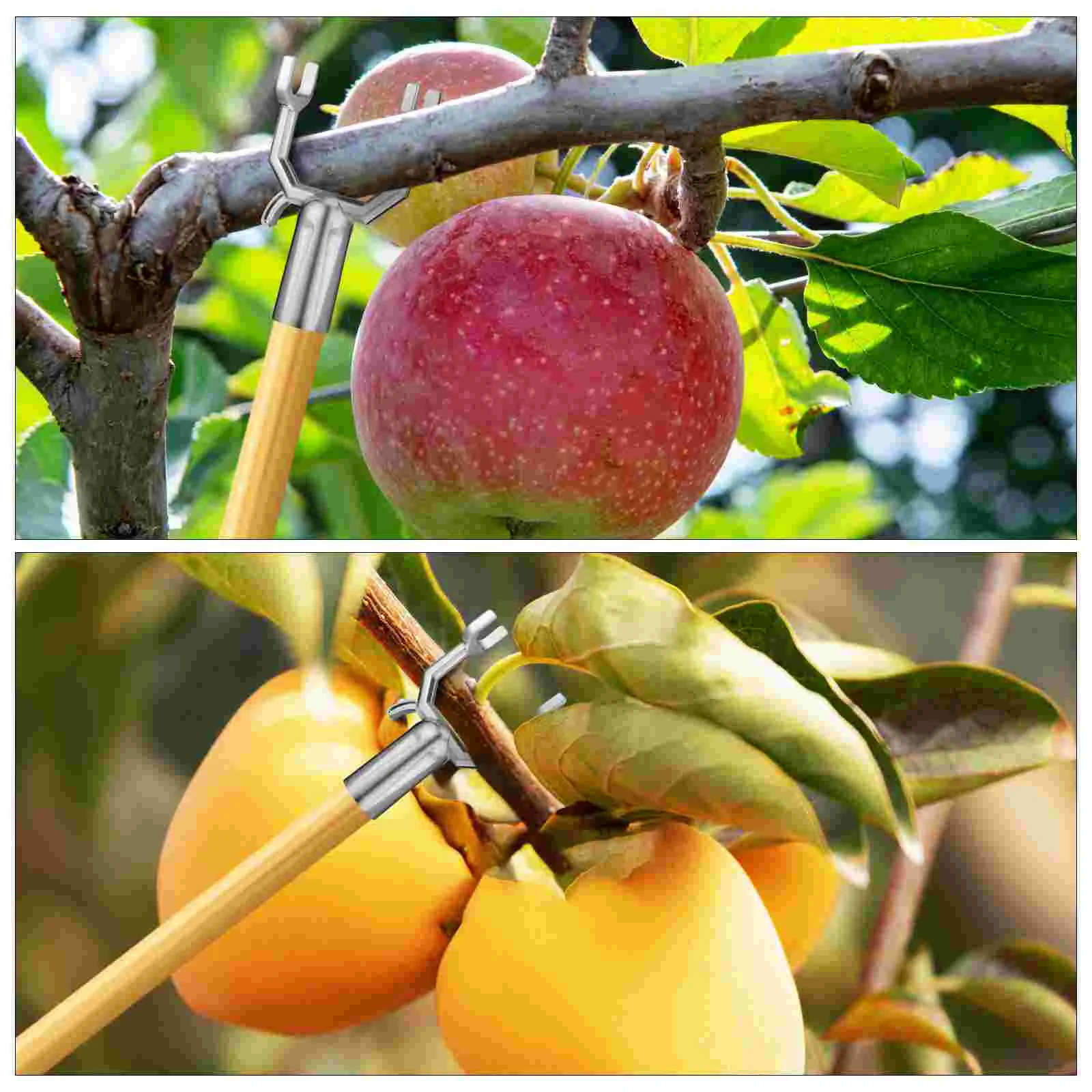 Support De Branche D'arbre Fruitier Kit De 4 Supports De Branches