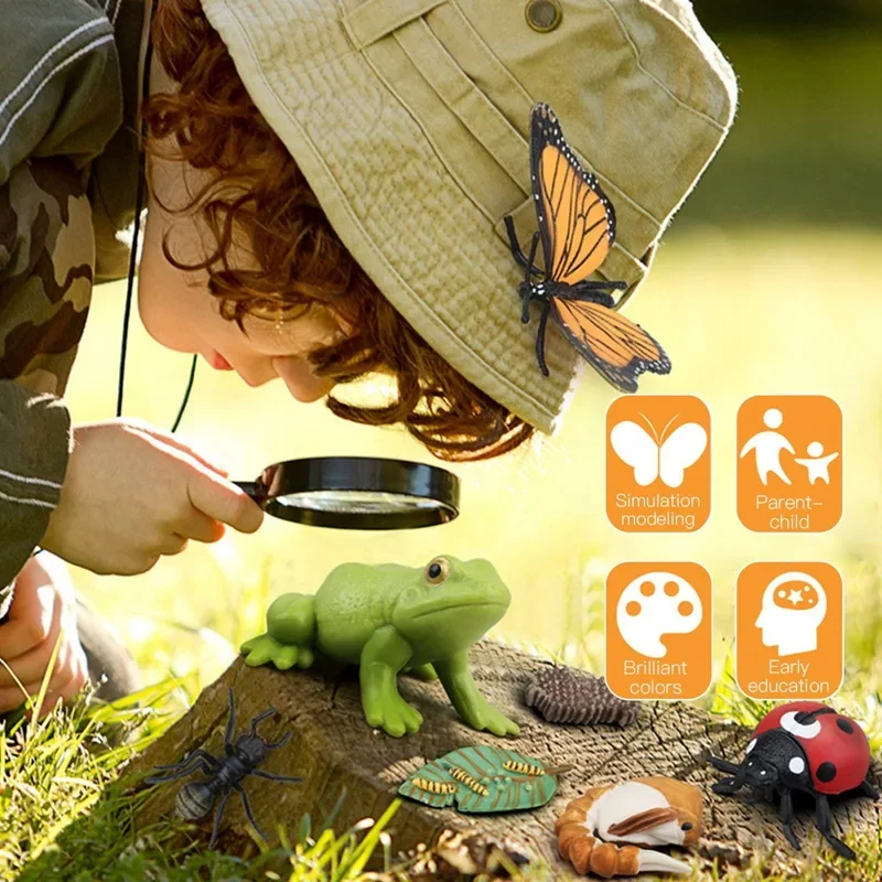 Children Simulation Biology Model Toy Animal Plant Life Growth Cycle Montessori Children Toys Set Teaching Aids Educational Toys 2