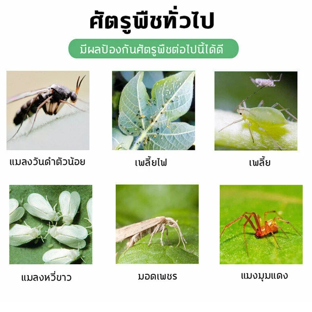 Forró Beltéri És Kültéri Mászó Rovarok Bórsav -Roach Gyilkos Csalikkal Növények Díszes Cserjék - Image 2