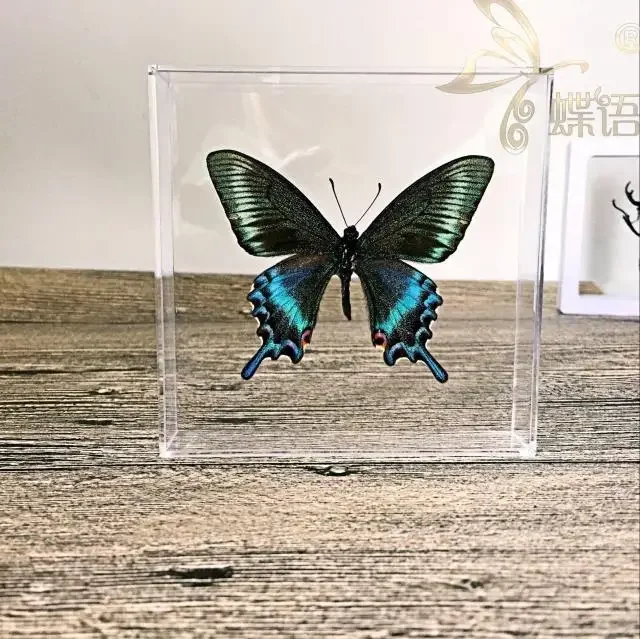 Natural Real Butterfly Display Real Butterfly Wingsstudent Creative Birthday Gift Transparent Box Gift DIY 3