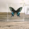 Natural Real Butterfly Display Real Butterfly Wingsstudent Creative Birthday Gift Transparent Box Gift DIY 3