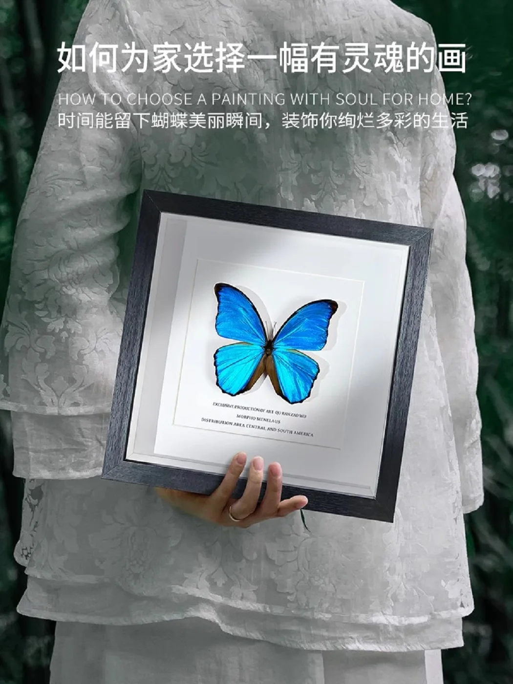 蝶の標本写真フレーム、完成した翼の展示フレーム、希少で貴重な青色
