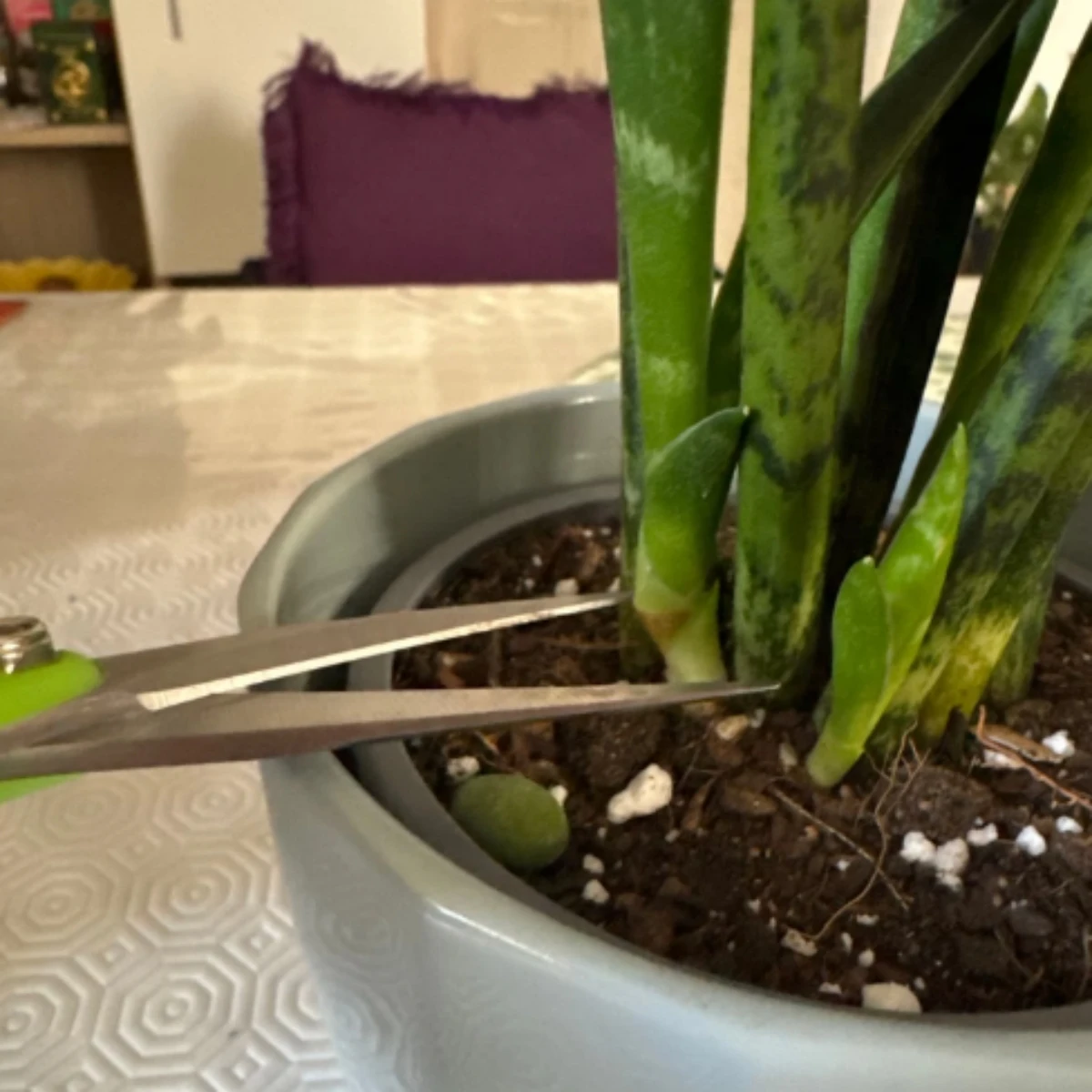 스테인레스 스틸 가지 가지 가지 치기 가위, 정원 과수원 식물 꽃 과일 나뭇 가지 접목 가위, 스트레이트 및 벤드 헤드, 1PC